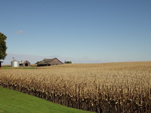 This cornfield is so tall, it nearly obscures the farm's barn