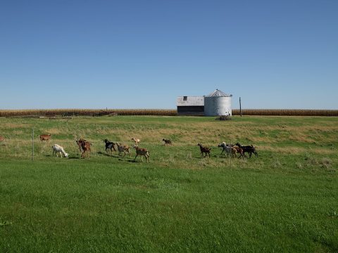 Goats in a pasture near Galva, Illinois