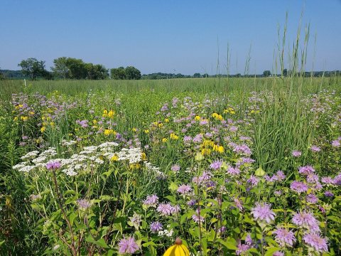 Restored tallgrass prairie in DuPage County, Illinois