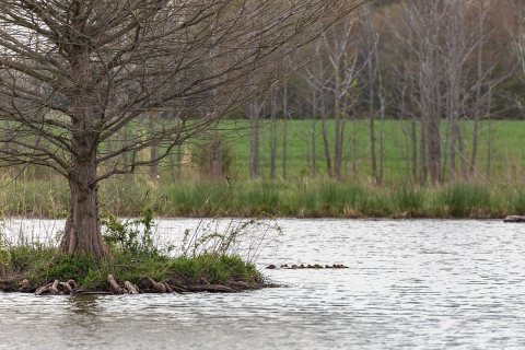 Mother duck and her ducklings in Viola Farm's restored wetland