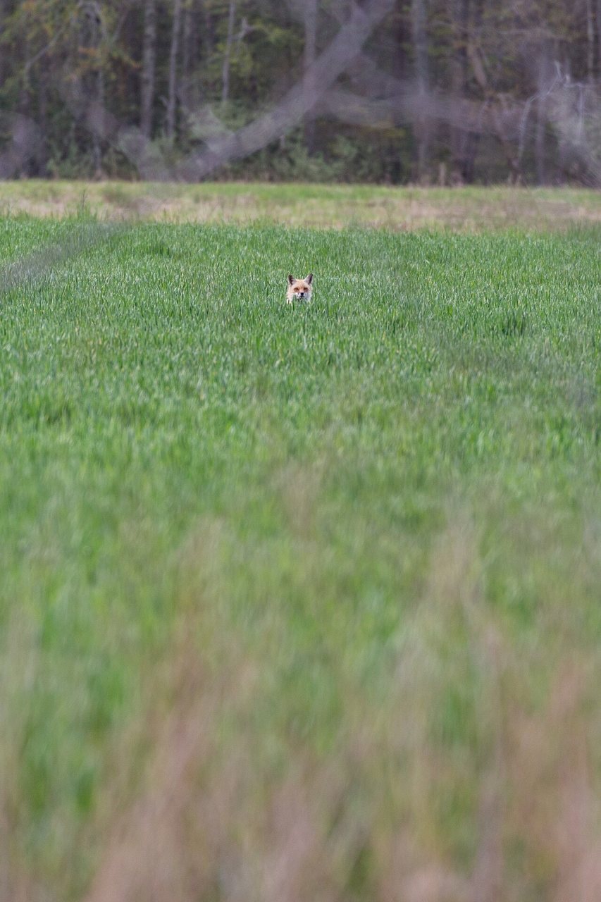 A mother fox peeks out over crops at Viola Farm