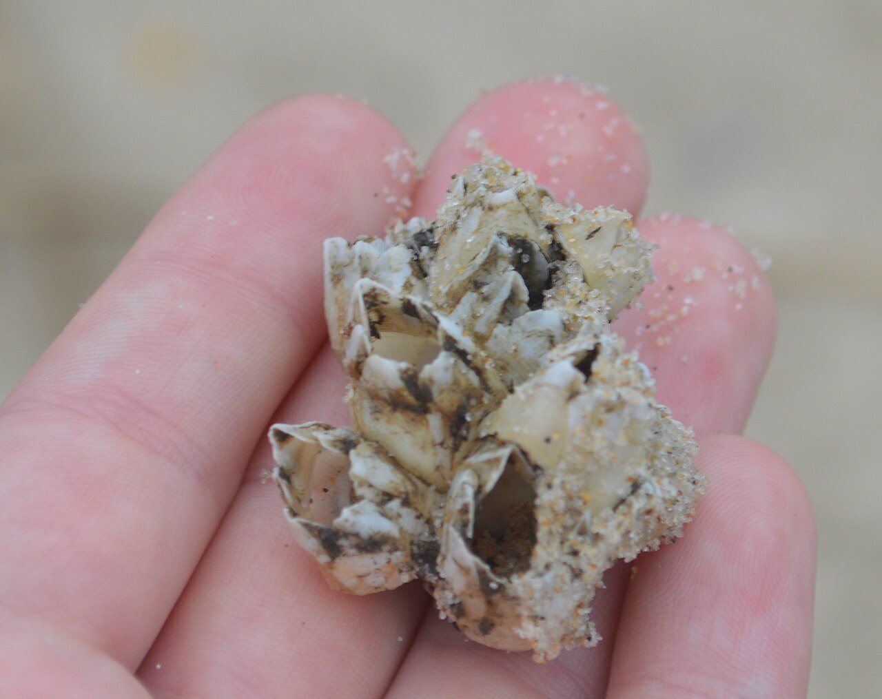 Barnacles