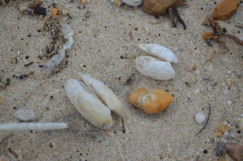 Clams