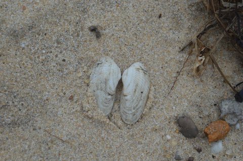 Butterflied bivalve
