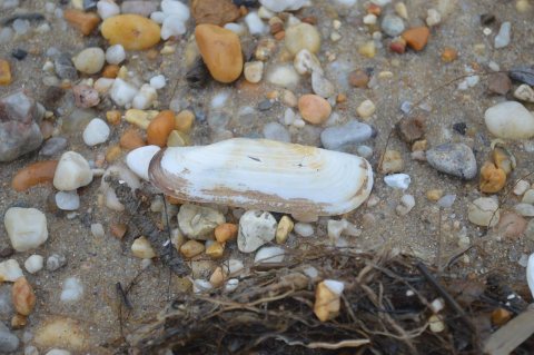 Bivalve