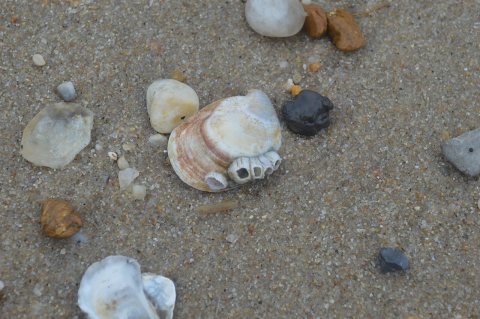 Crepidula with barnacles