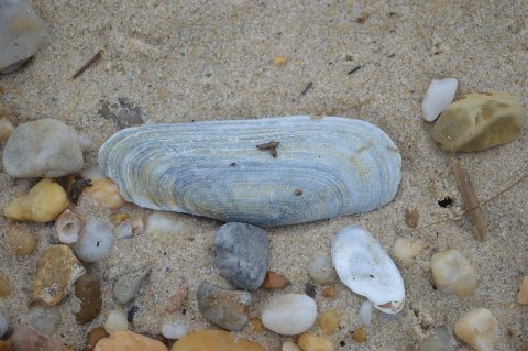 Clam