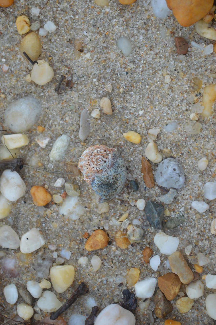 Bioeroded gastropod shell