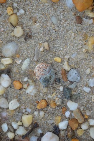 Bioeroded gastropod shell