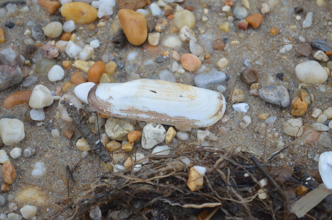 Bivalve