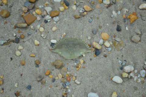 Blue crab carapace on