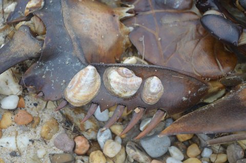 Crepidula on Limulus