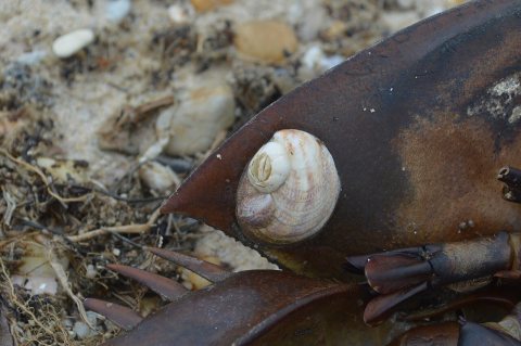 Barnacle on Crepidula on Limulus