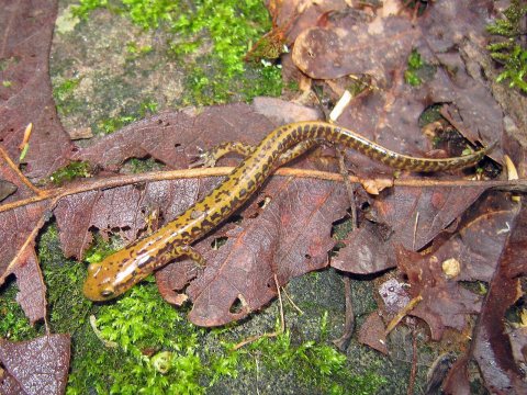 Long-tailed Salamander - Flickr - GregTheBusker (1)