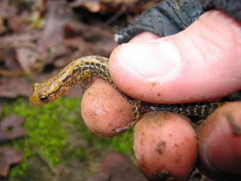 Long-tailed salamander,got ya - Flickr - GregTheBusker