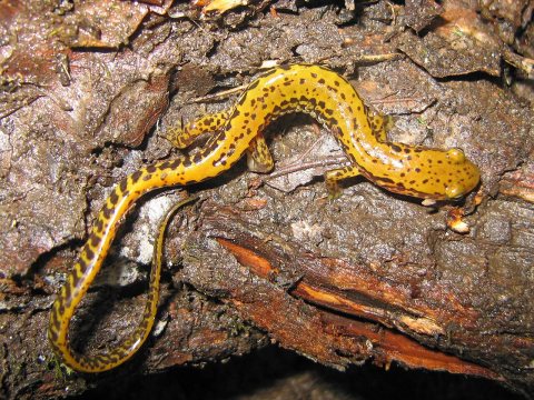 Long-tailed Salamander - Flickr - GregTheBusker