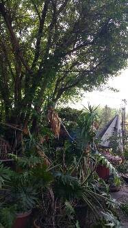 Trees in