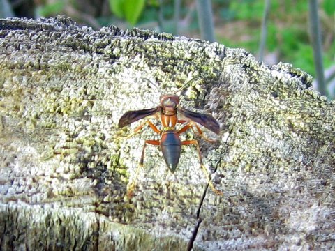 Wasp - Flickr - GregTheBusker
