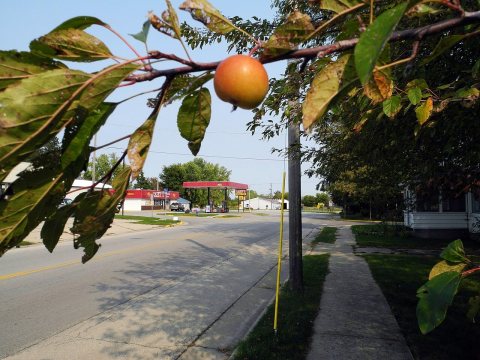 Apple Never Falls