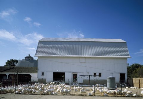 This turkey farm barn near Bristol, Illinois, holds 4,500 birds