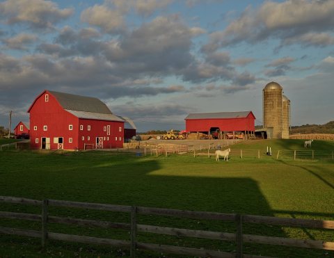 White horses and vivid red barns on a farm near Hanover, Illinois
