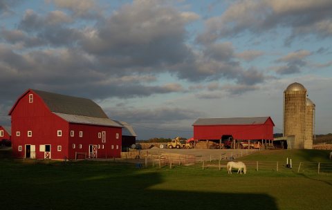 White horses and vivid red barns on a farm near Hanover, Illinois