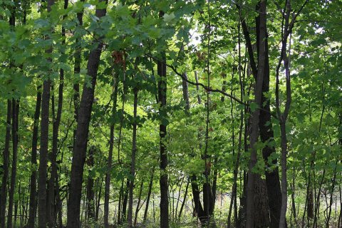 Funks Grove Illinois