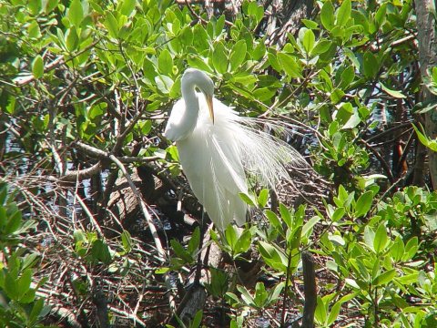 John Herrick Great White Heron 2 06-08
