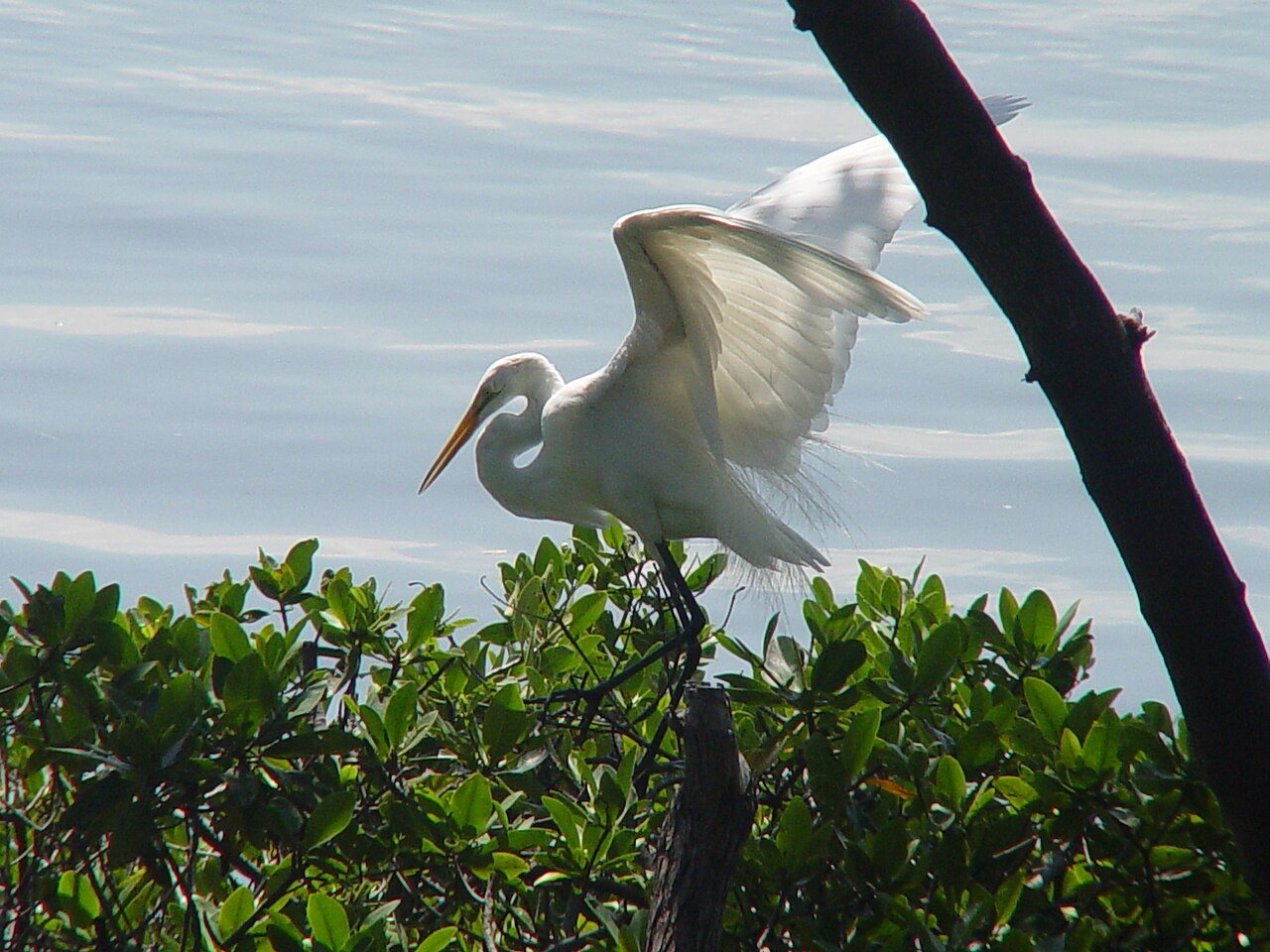 John Herrick Great White Egret 1 06-08