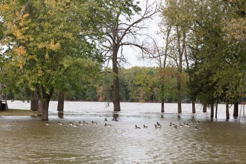Water is high in a channel of the Mississippi River