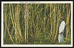 Sugar cane