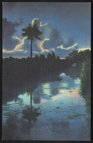 A Lone Sentinel in the Everglades of Florida