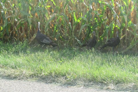Turkeys 6764
