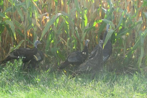 Turkeys 6763