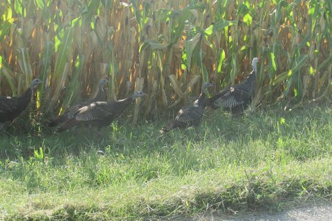 Turkeys 6762