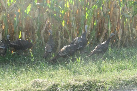 Turkeys 6761