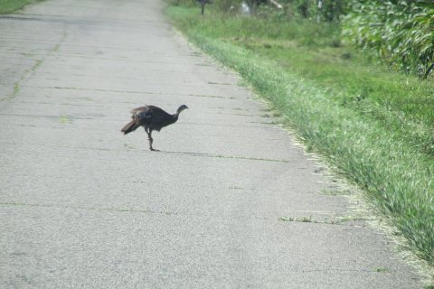 Hen 6272