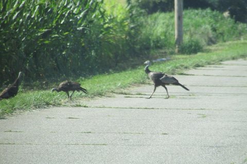 Hen 6274