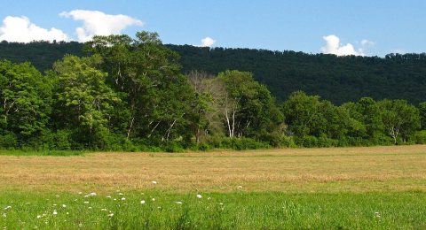 Langston-meadow-al