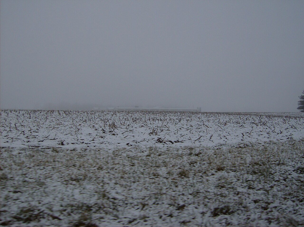 Snowy corn fields in Forest Township