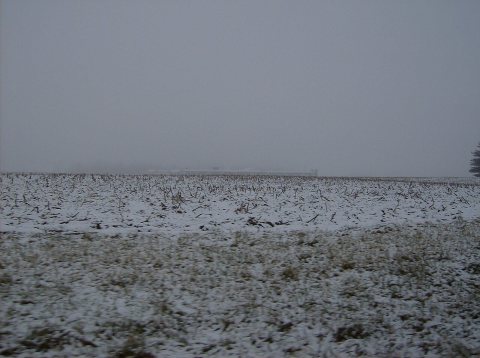 Snowy corn fields in Forest Township
