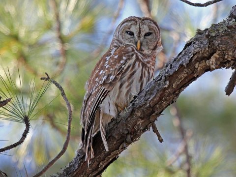 Barred Owl RWD2