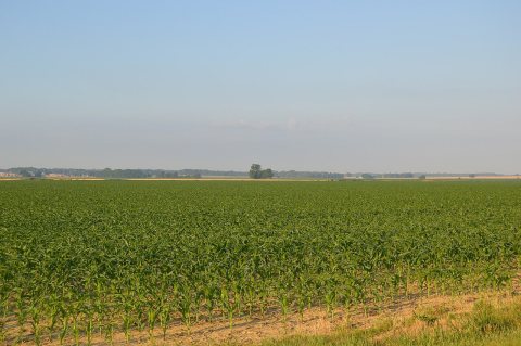 Robb Township cornfields near Poseyville