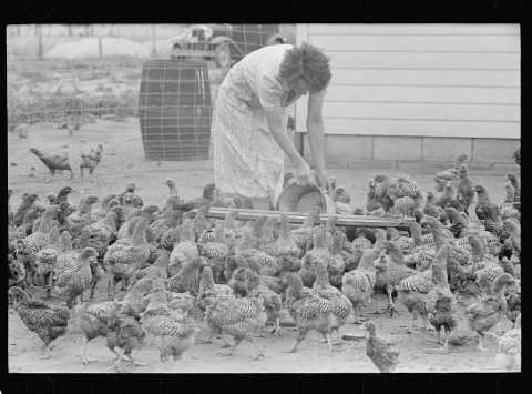 Feeding chickens