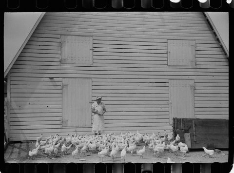 Feeding chickens