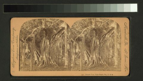 Banyan tree