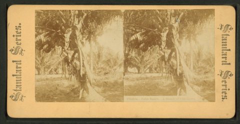 Florida. Palm Beach. A bunch of cocoanuts.Alternate Title: Standard series