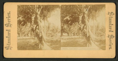 Florida. Palm Beach. A bunch of cocoanuts.Alternate Title: Standard series