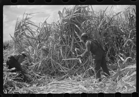 Harvesting sugarcane, United States Sugar Corporation
