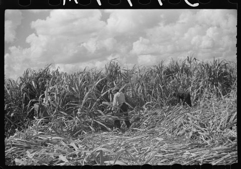Harvesting sugarcane, United States Sugar Corporation